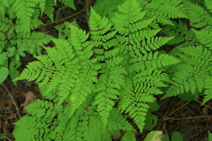 Dryopteris amurensis
