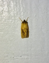 Zosteropoda