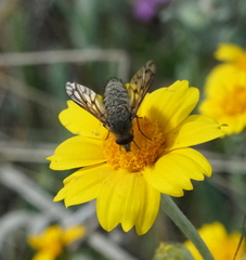 Conophorus fenestratus