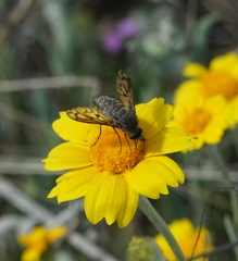 Conophorus fenestratus