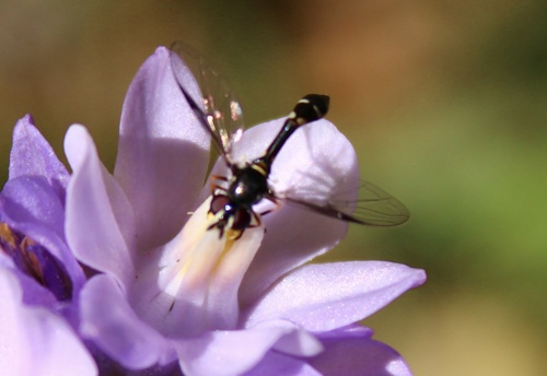 Unknown species found near Santa Barbara County, US-CA, US