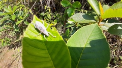 Decasticha subocellata