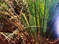 Macrozamia douglasii