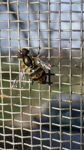 Unknown species found near Alabama, US