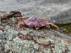 Charybdis japonica