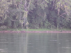 Crocodylus acutus