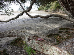 Charybdis japonica