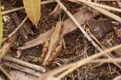 Phaulacridium vittatum