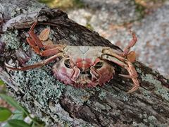 Charybdis japonica