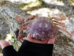Charybdis japonica