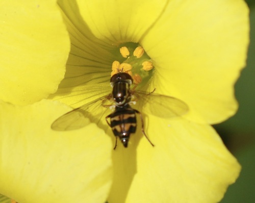 Unknown species found near Santa Barbara County, CA, USA