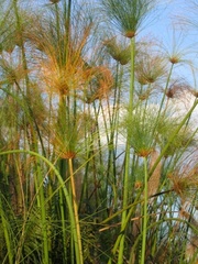 Cyperus papyrus