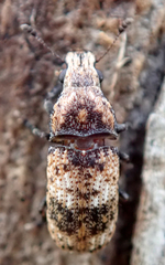 Taburnus breviceps