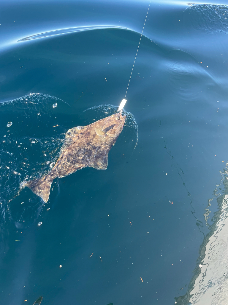 Alaska halibut (Hippoglossus stenolepis) — Pleuronectidae
