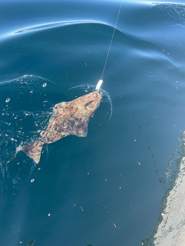 Alaska halibut (Hippoglossus stenolepis) — Pleuronectidae