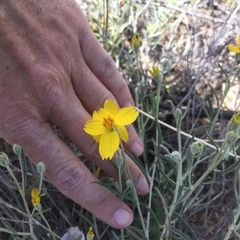 Psilostrophe cooperi