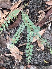 Bossiaea rhombifolia