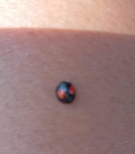 Cactus Lady Beetle (Chilocorus cacti)