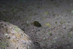 Prionurus maculatus