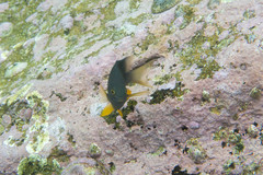 Plectroglyphidodon gascoynei