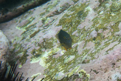 Plectroglyphidodon gascoynei