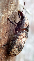 Taburnus breviceps