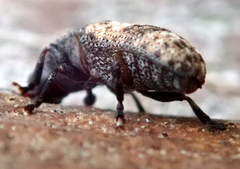 Taburnus breviceps