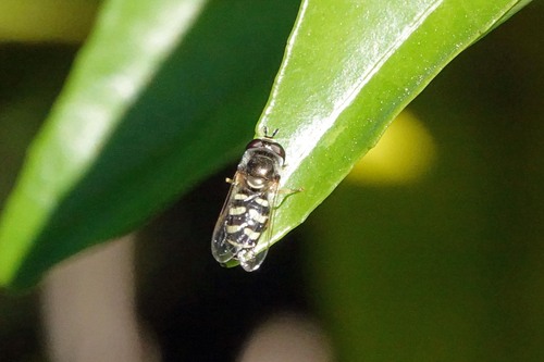 Unknown species found near Brewster Ave, Cambrian, San Jose, CA, USA