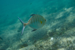 Ferdauia ferdau