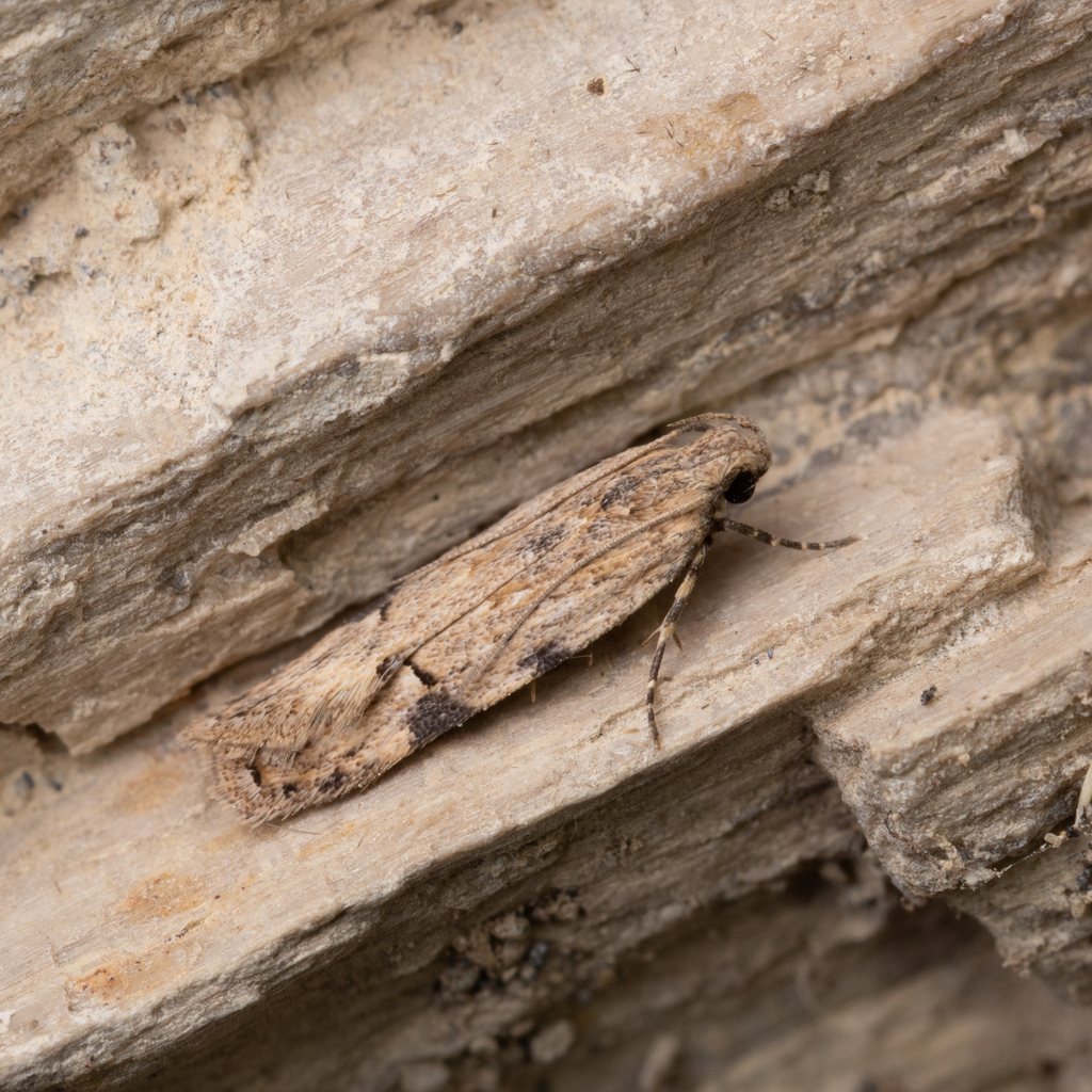 Mesquite Webworm Moth
