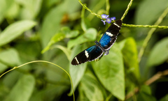 Heliconius sara elektra