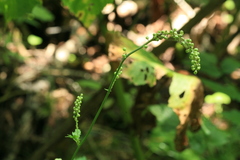 Actaea simplex