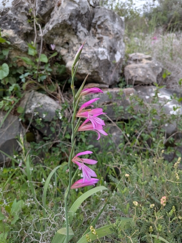 Field gladiolus