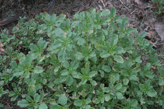 Amaranthus blitum