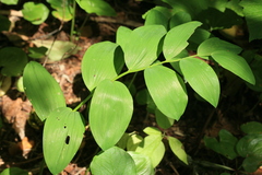 Polygonatum odoratum maximowiczii