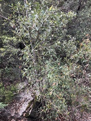 Elaeocarpus reticulatus