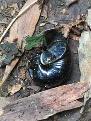 Victaphanta compacta