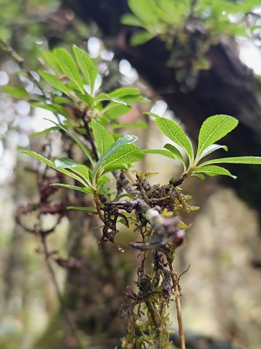 Hesperomeles obtusifolia, photograph 2