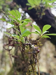 Hesperomeles obtusifolia, photograph (c) Carlos Torrente, some rights reserved (CC BY)