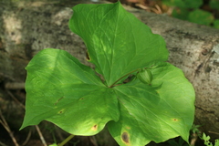 Trillium tschonoskii