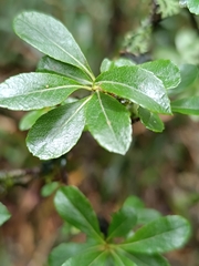 Hesperomeles obtusifolia, photograph (c) Carlos Torrente, some rights reserved (CC BY)