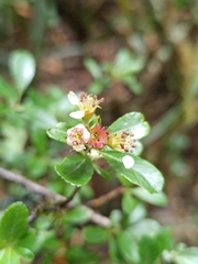 Hesperomeles obtusifolia, photograph (c) Carlos Torrente, some rights reserved (CC BY)