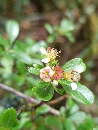 Hesperomeles obtusifolia, photograph 5