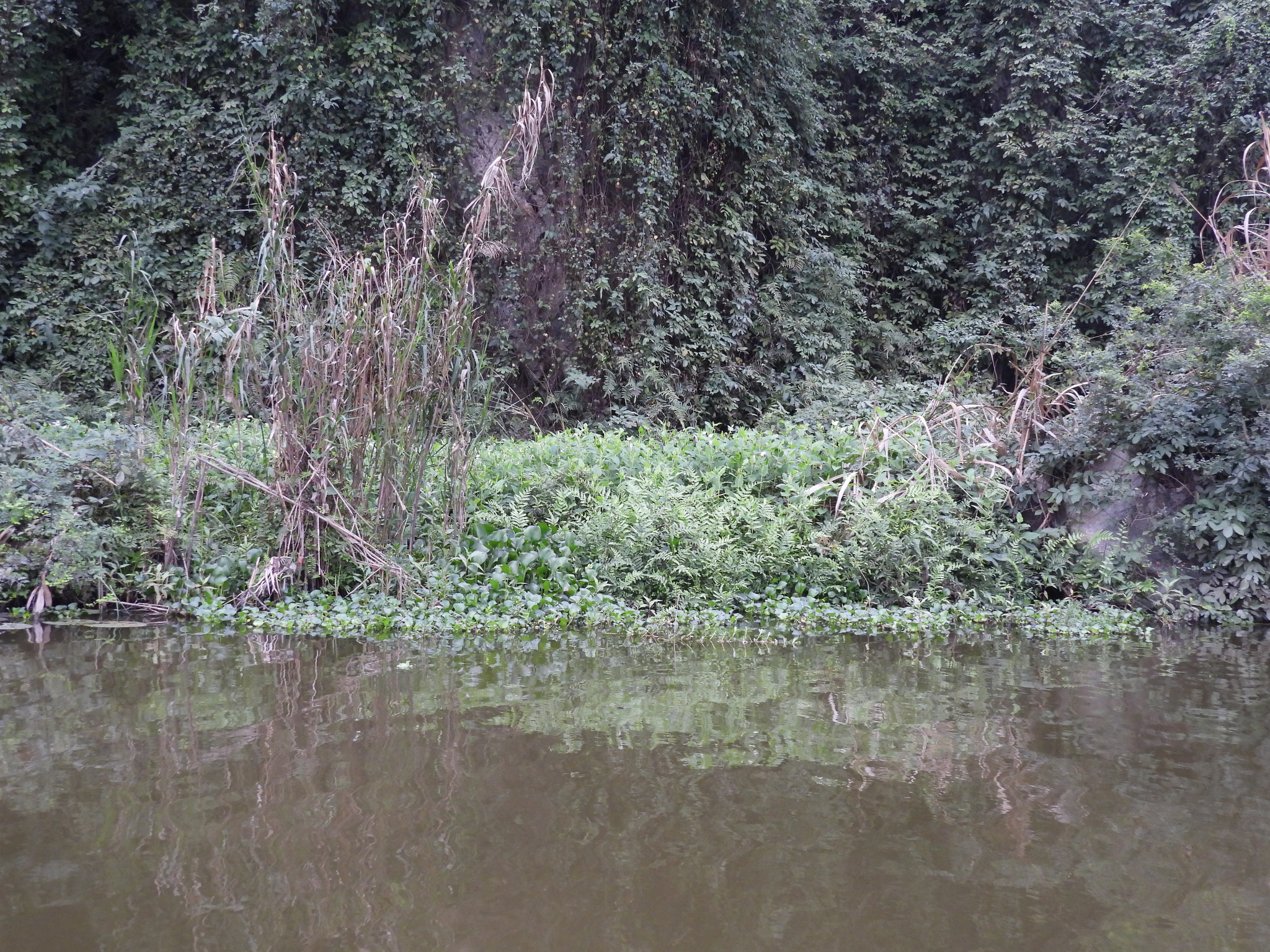Saururus chinensis — ảnh 3