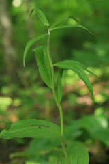 Epipactis papillosa