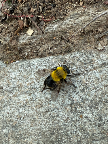 Unknown species found near Avenue A, Denton, TX, US