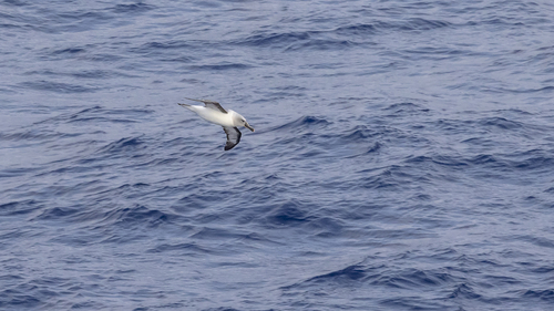 Thalassarche chrysostoma, 2026-03-19