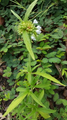 Leucas lavandulifolia