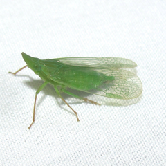 Rhynchomitra microrhina