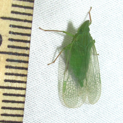 Rhynchomitra microrhina